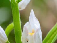 Schwertblättriges Waldvögelein Orchidee Blüte